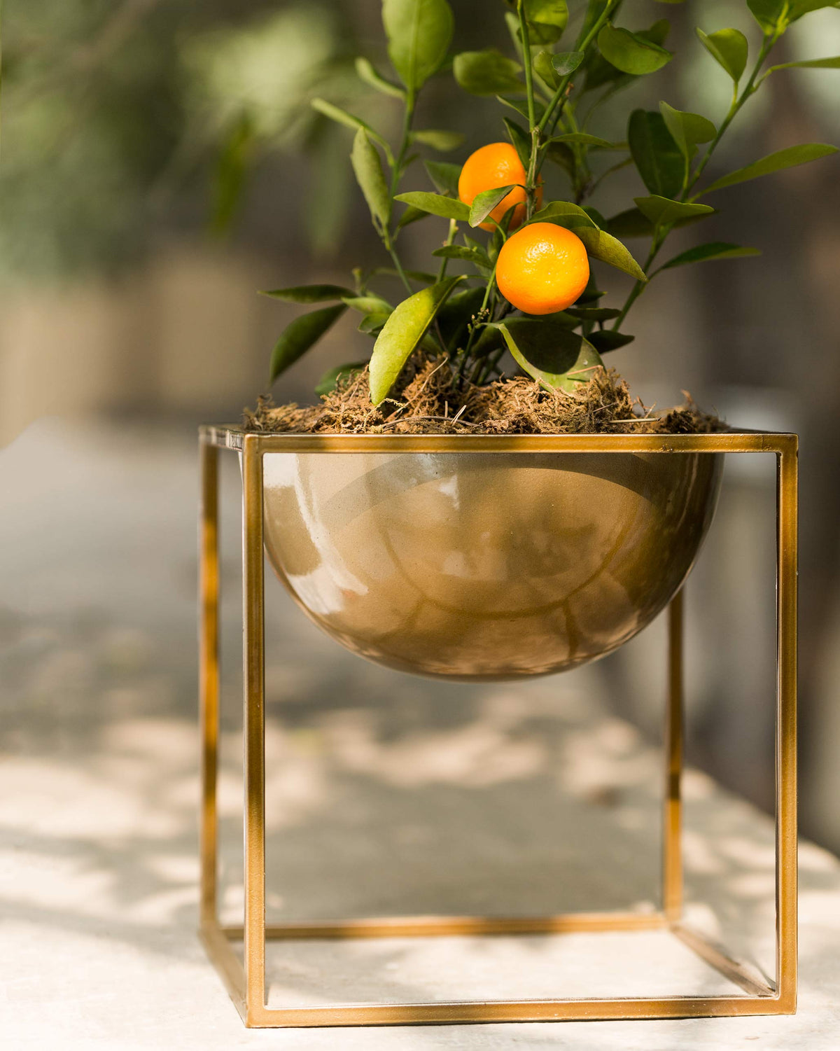 Brass Planter holding a small plant with orange fruit.