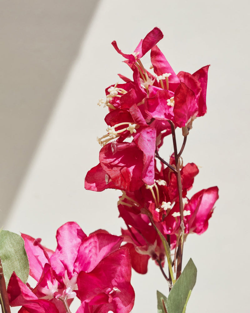 Bougainvillea Beauty Flower