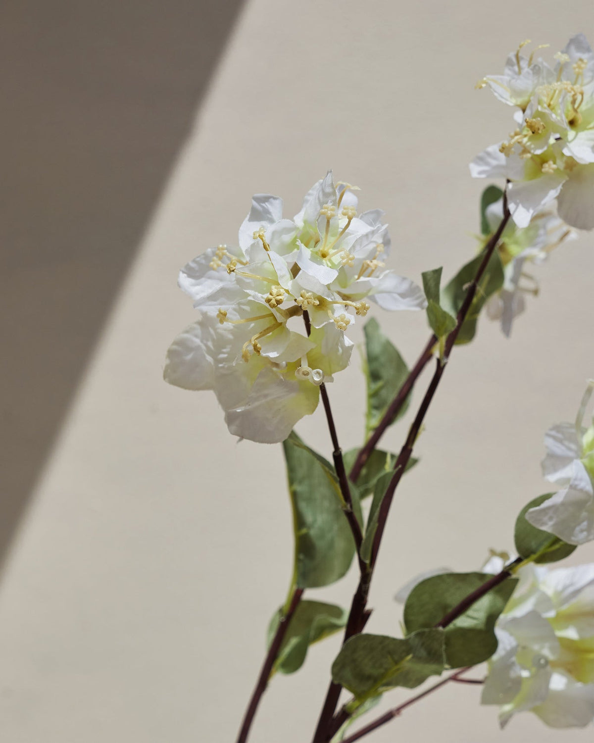 Close-up of Bougainvillea Cream Flower blooms in white with yellow centres.
