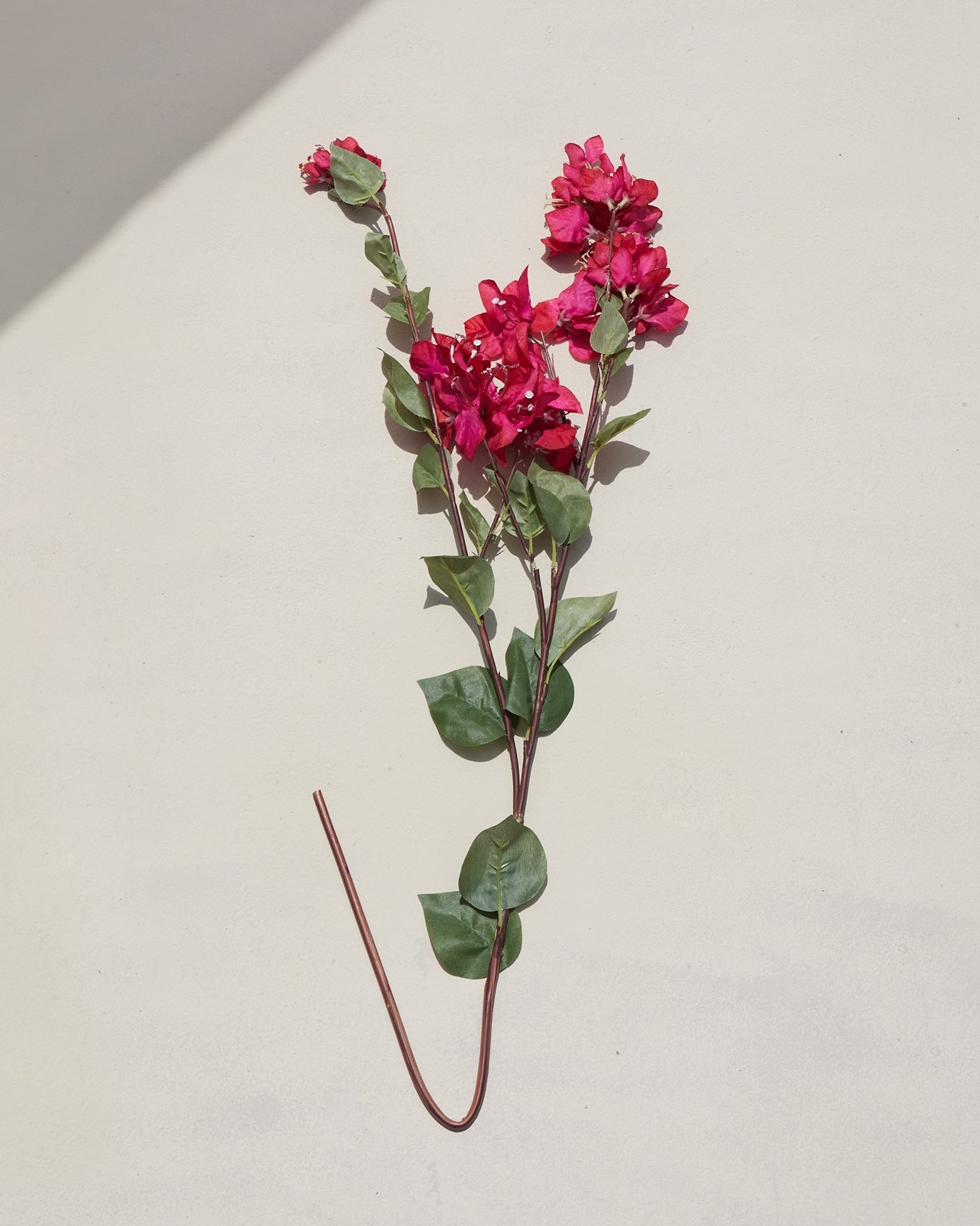 Bougainvillea Beauty Flower