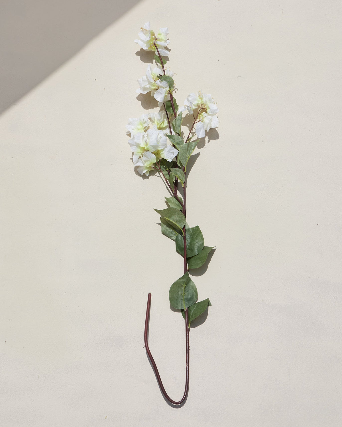 Bougainvillea Cream Flower stem with white blooms, lying flat.