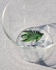 Butterfly Fish Glass