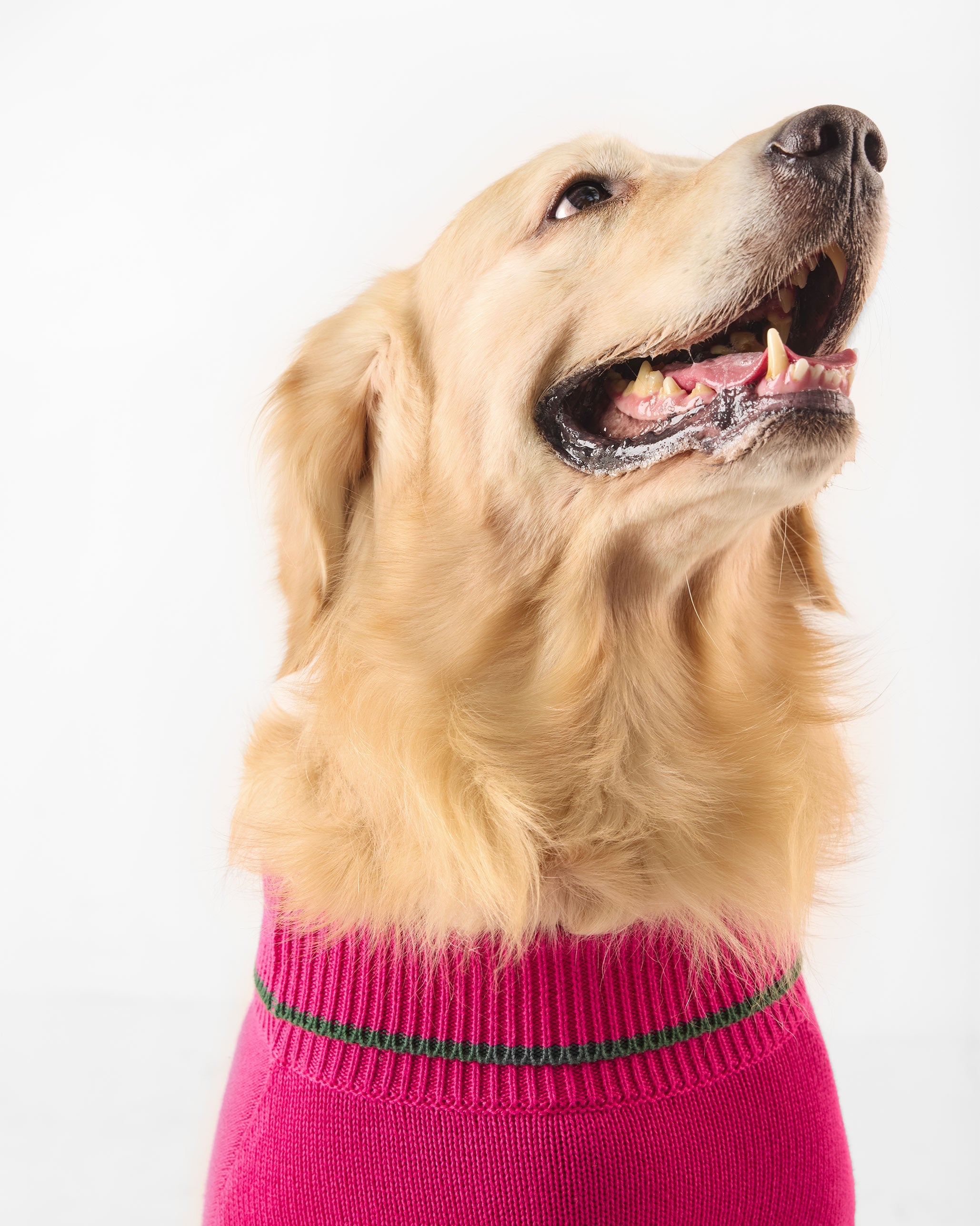 Bark Bloom Dog Sweater - Fuchsia