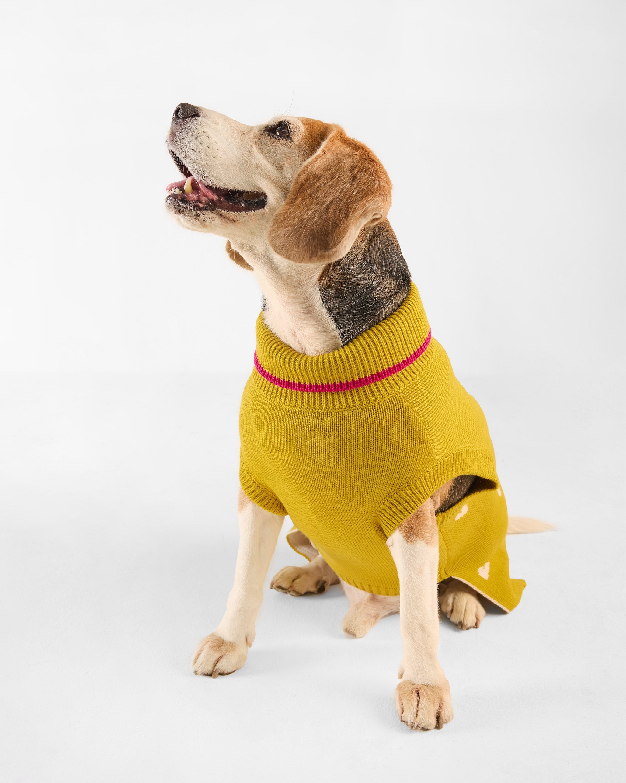 Jurassic Bark Dog Sweater - Chartreuse